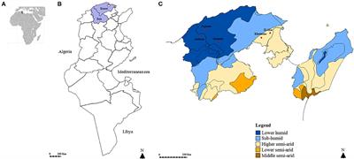 Zoonotic Rickettsia Species in Small Ruminant Ticks From Tunisia